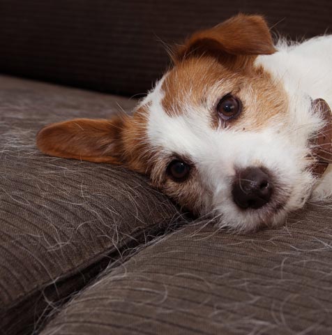 Upholstery Cleaning Tips for Pet Owners